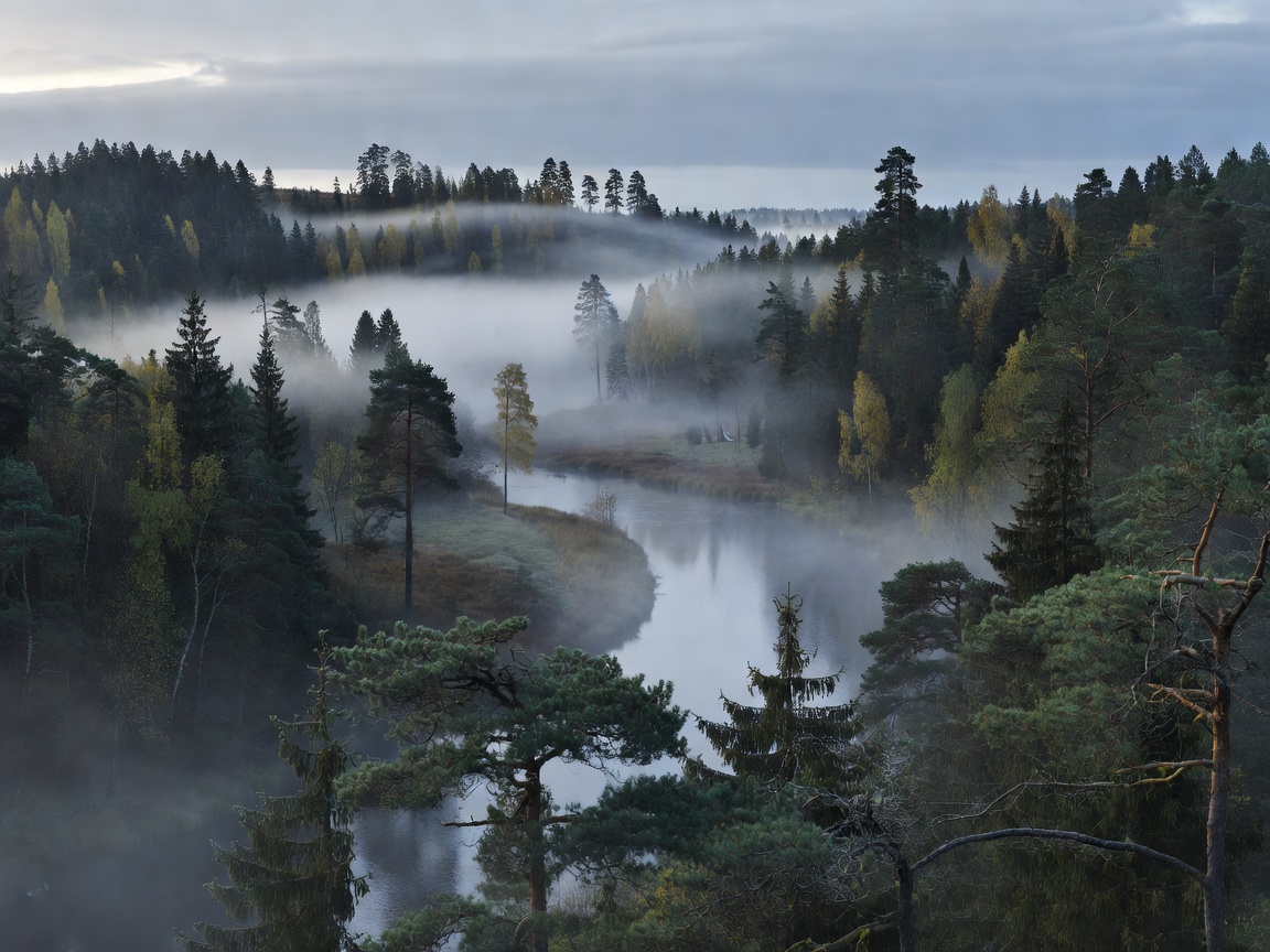Misty morning over Gauja River Valley forests